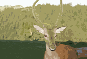 The best of ZUM GOLDENEN HIRSCH